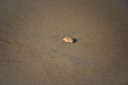 贝壳牌旅游海洋海螺晴天热带假期天空蓝色阳光旅行图片