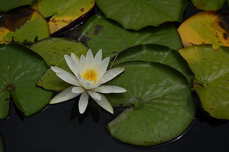 粉红莉莉冥想花瓣荷花异国植物群漂浮植物池塘艺术热带背景图片