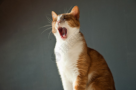 睡猫休息胡须石头猫科小猫红色说谎长椅动物灰色图片