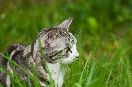 青草中的猫猫咪灰色小猫动物花园胡须沙发宠物石头休息图片