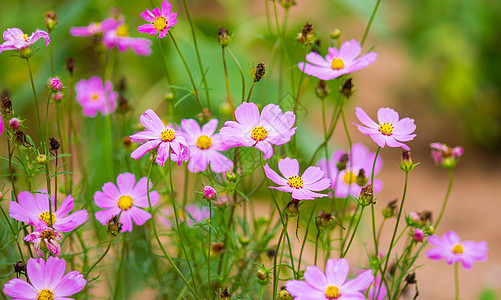 开花花园季节森林场地宇宙雏菊叶子植物紫色花瓣图片