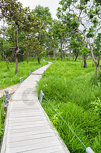 木的路径花园旅行风景场景植物途径公园森林木板踪迹图片