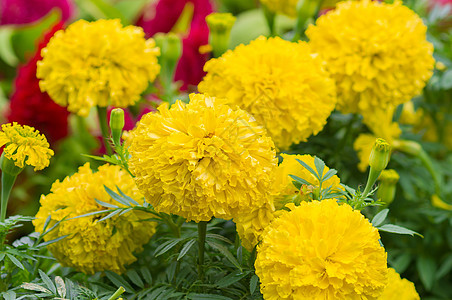 黄花 Marigold荒野生长橙子季节植物花园场地绿色万寿菊黄色图片