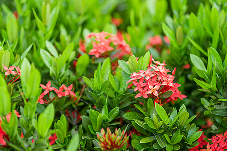 鲁比亚花花仙丹宏观植物群热带植物衬套灌木叶子园艺丛林图片