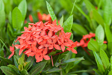 鲁比亚花花花园宏观美丽丛林仙丹植物群家庭灌木花束热带图片