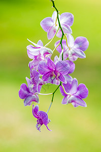 兰花花宏观生活热带精神紫色花瓣脆弱性植物叶子念日背景图片