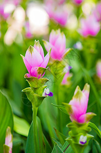 暹罗郁金植物群文化花瓣植物学生长旅行叶子图片