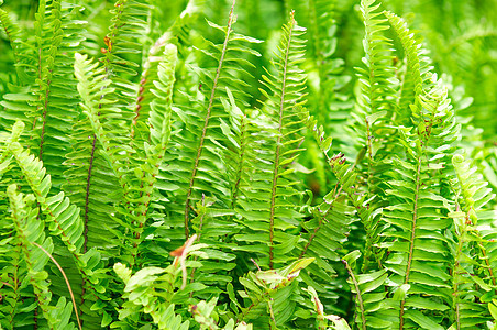 乌伯剑 Fern花园叶子植物植物学活力块茎宏观气候野生动物衬套图片