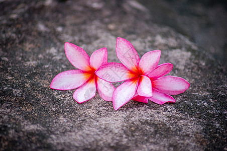 石上花朵鸡蛋花叶子花园植物黄色绿色白色图片