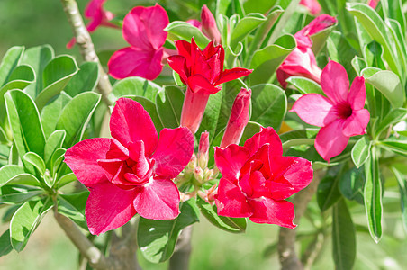 沙漠玫瑰花花玫瑰叶子生长植物群沙漠热带花瓣植物园艺公园图片