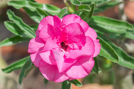 沙漠玫瑰花花植物百合公园植物群生长沙漠热带植物学花瓣玫瑰图片