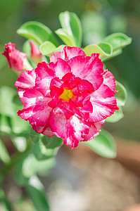 沙漠玫瑰花花花瓣沙漠植物群生长环境叶子百合热带玫瑰公园图片