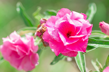 沙漠玫瑰花花花园园艺植物群季节生长叶子植物花瓣植物学沙漠图片