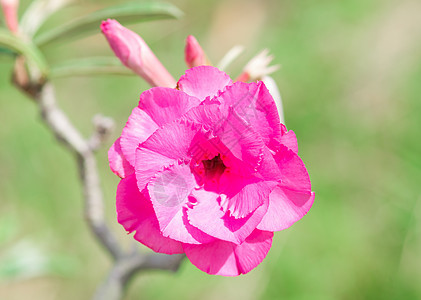 沙漠玫瑰花花百合公园植物学生长花瓣热带季节植物叶子沙漠图片