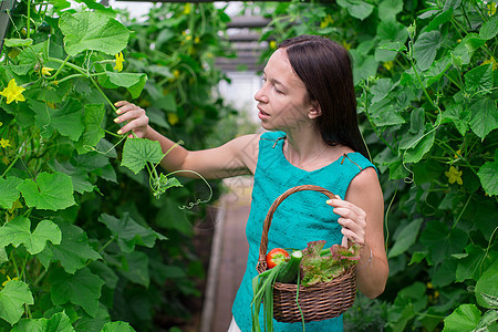 在温室里拿着一篮绿菜和洋葱的年轻女子农场绿色植物季节花园女性女孩快乐幸福篮子植物图片