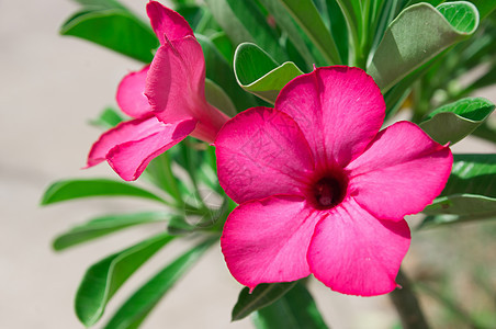 沙漠玫瑰花花花园百合沙漠花瓣植物群叶子生长环境植物学植物图片