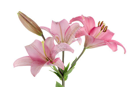 粉粉百合植物群作品花园投标花店香味柔软度花束植物白色图片