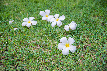 鲜花花绿色白色植物黄色花园叶子鸡蛋花图片