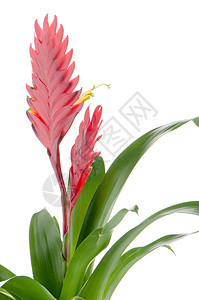 布罗梅利亚花朵花瓣宏观白色红色图片