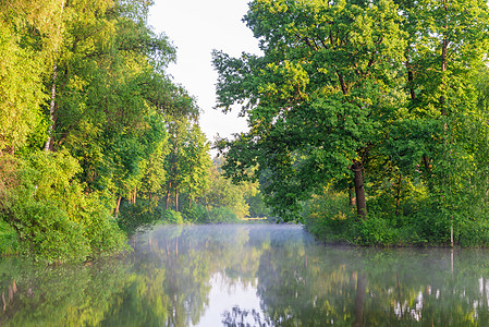 森林湖美丽的风景和雾图片