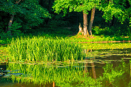 美丽的阳光明媚的日光中场景沼泽游客公园湿地溪流森林假期旅行季节图片