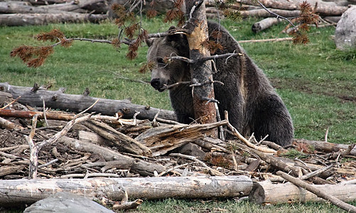 棕熊瀑布面孔捕食者毛皮森林动物国家舌头荒野牙齿图片