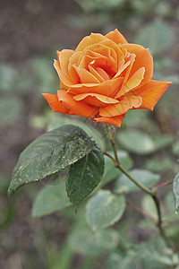 橙色玫瑰植物花瓣周年绿色红色叶子植物群花园浪漫庆典图片
