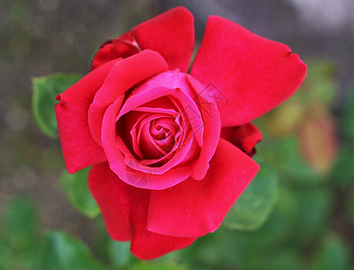 花园里的红玫瑰绿色礼物生日花瓣庆典浪漫植物群叶子纪念日植物图片