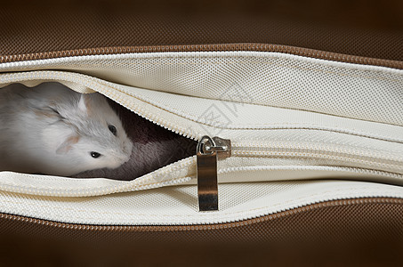 棕色袋子里的仓鼠宠物哺乳动物压缩毛皮织物购物拉链老鼠动物图片