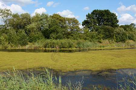 青绿杂草和覆盖池塘的藻类图片