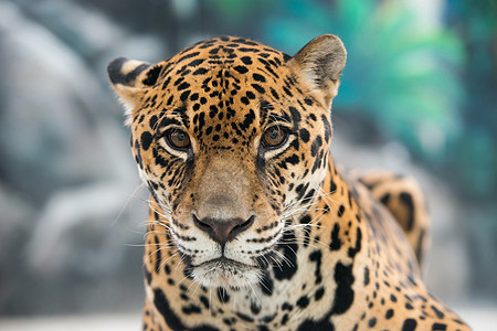 美洲豹豹豹属濒危黄色动物危险食肉哺乳动物动物园毛皮棕色图片