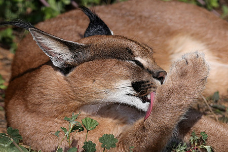 Caracal 或非洲图片