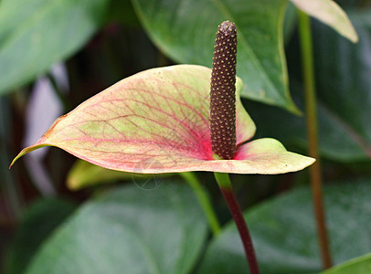 火花叶子异国植物学植物宏观植物群粉色蜡质花园尾巴图片