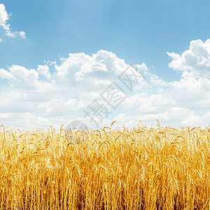 田地和蓝天空的金麦子 有云彩图片