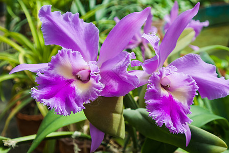 粉红色鲜花紫色叶子白色绿色情调荷叶粉色异国花瓣植物群图片