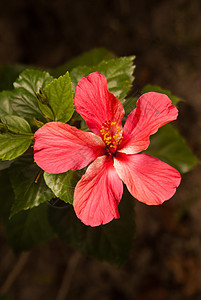 红花植物群绿色花瓣红色图片