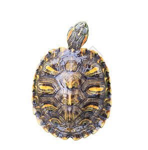白色背景上的红耳滑板龟乌龟工作室棕色红耳动物宠物耐力蜥蜴人爬虫草食性图片