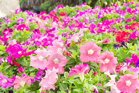 鲜花花季节公园园艺牵牛花植物紫色团体地平线生长花瓣图片