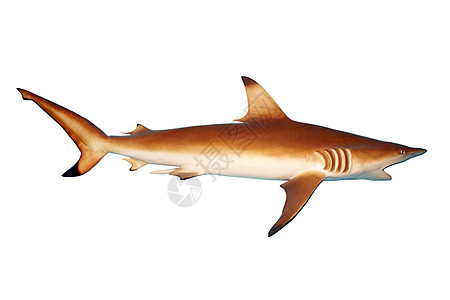 鲨鱼热带捕食者生物灭绝动物盐水海洋生物海洋海上生活游泳图片