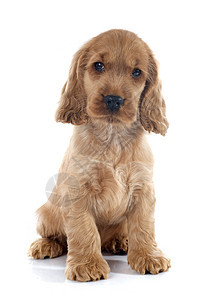 小小狗英式公鸡工作室猎犬小狗白色动物宠物犬类棕色图片