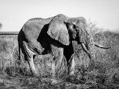黑白的老象危险眼睛动物园树干野生动物隐藏哺乳动物濒危皱纹獠牙图片