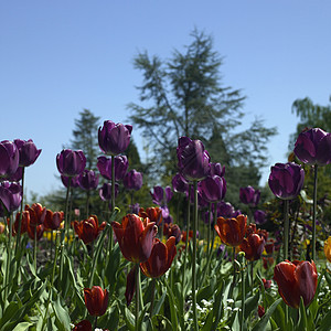 红色和紫色郁金香蓝色环境天空植物树叶栗色生长植物学植物群绿色植物图片