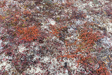 北极苔原植被矮人风景绿色红色苔原木头树叶种子苔藓黑色图片