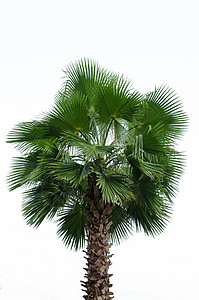 在白色背景上隔离的棕榈椰子热带生态环境公园叶子木头花园植物植物群图片