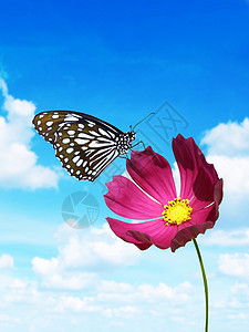 带蝴蝶的粉色花朵背景图片