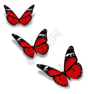 三只红蝴蝶 孤立在白色上图片