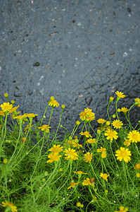 雨后花朵的顶部视图翠菊灌木黄色沥青雏菊叶子图片