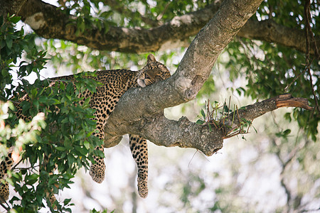 大规模移徙期间在肯尼亚的豹子动物图片