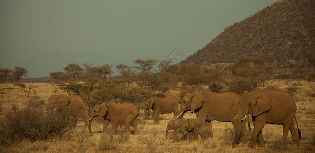 大规模移徙期间肯尼亚的象牙大象野生动物图片