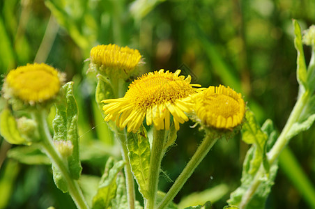 Fleabane瘟疫野花植物学痢疾宏观植物群黄色植物图片